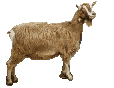 anim_goat