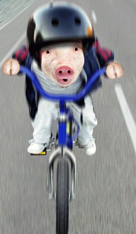 pig_riding_to_goats_on_the_roof